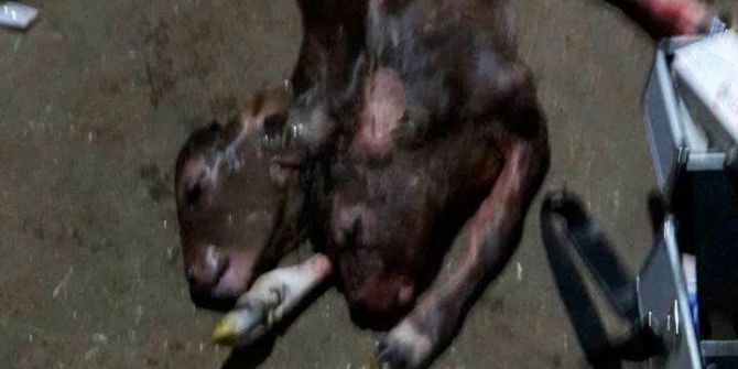 Çift Başlı Doğan Buzağı Görenleri Şaşırttı