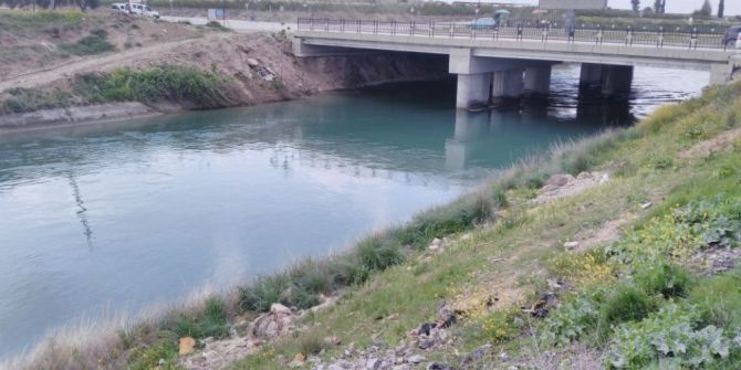 Bir İnek Sulama Kanalına Düştü, 13’ü Peşinden Atladı