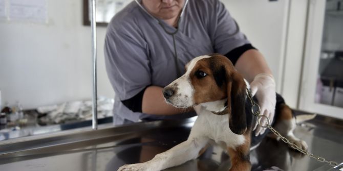 Sahipsiz Hayvanlar Kontrol Altında