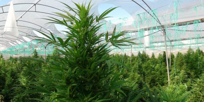 Salatalık Serasında Uyuşturucu