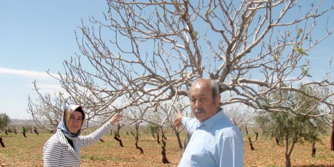 Antepfıstığı Üreticilerine Karagöz Kurdu Uyarısı