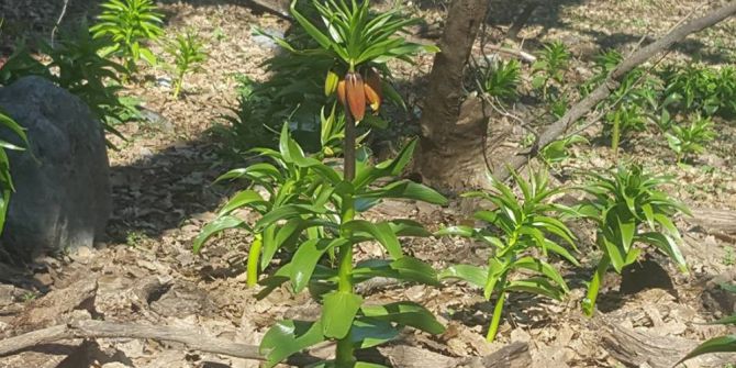 Beytüşşebap’ta Ters Laleler Çiçek Açtı