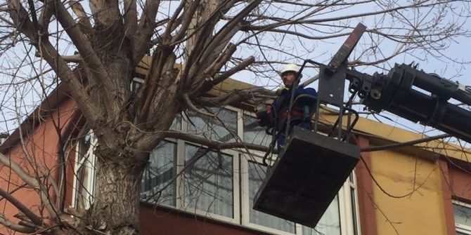 Dilovası’nda Ağaçlar Budanıyor