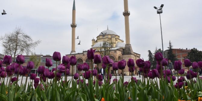 Düzce Çiçeklerle Renklendi
