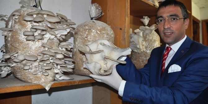 Milas’ta Yeni Alternatif Gelir Kaynağı; Kayın Mantarı