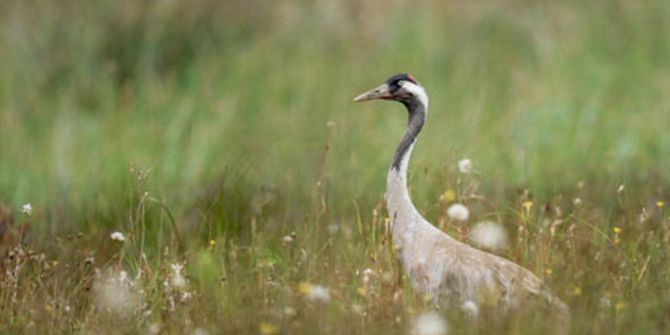Samsun’dan Doğaya Bırakılan Turnadan Sivas’ta Sinyal Alındı