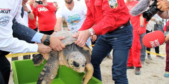 60 Yaşındaki Caretta Caretta Yeniden Denizde