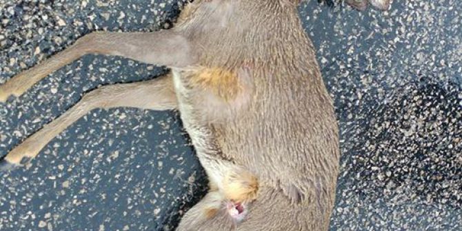 Cide’de Aracın Çarptığı Ceylan Öldü