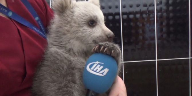 Yavru Ayı Bakıcısını Annesi Sanıyor