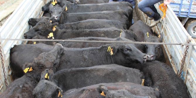 Çemişgezek’te Genç Çiftçi Desteklemesinde Dağıtılan İneklerden Biri Kaçtı