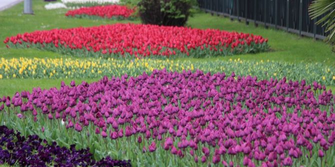 Laleler Samsun’da Bir Başka Açıyor
