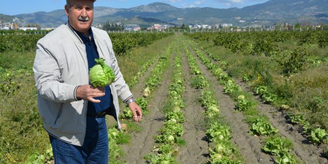 Söke’de 50 Bin Kök Marul Tarlada Kaldı