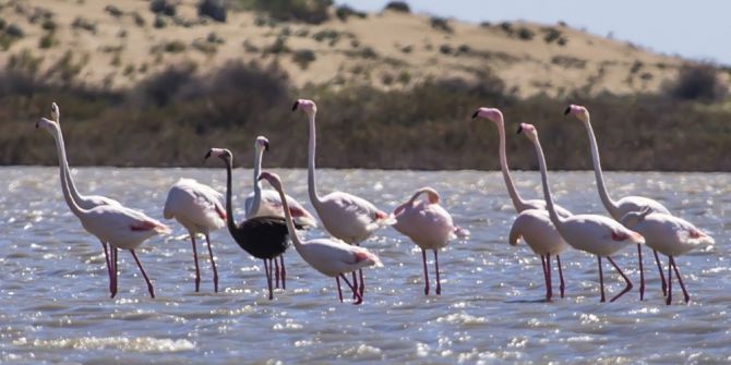 Siyah Flamingo Objektiflere Takıldı