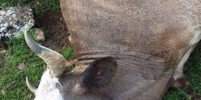 Yıldırımın Düştü, 15 İnek Telef Oldu