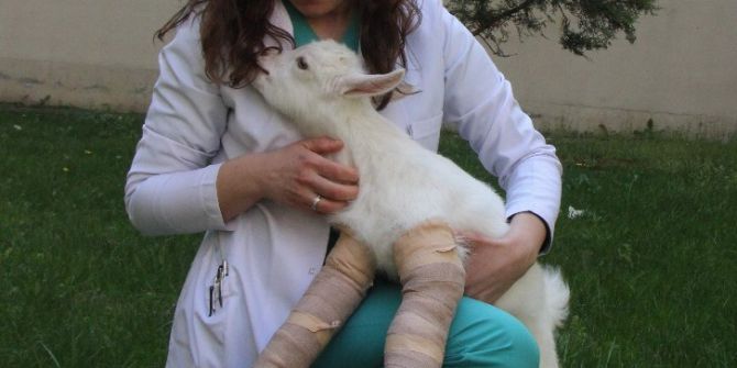 Yürüyemeyen Yavru Keçiyi Zıplattılar
