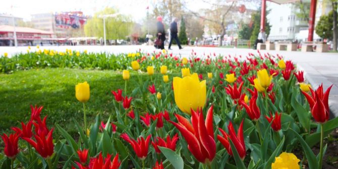 Sincan’da Baharın Müjdecisi Laleler