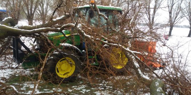 Yarım Asırlık Dut Ağacı Traktörün Üzerine Devrildi