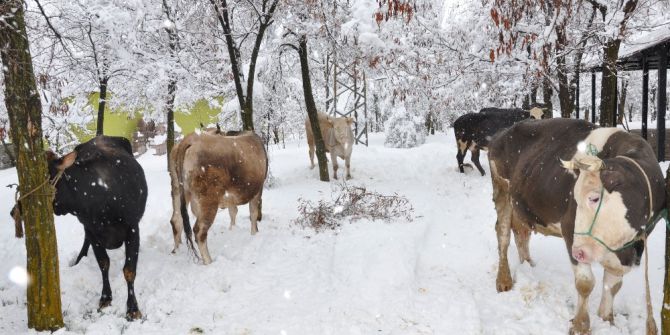 Kahramanmaraş’ta 200 Yıldır Süren Gelenek
