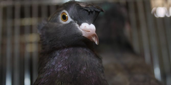 Nadide Güvercinler Bursa’da Sergilendi