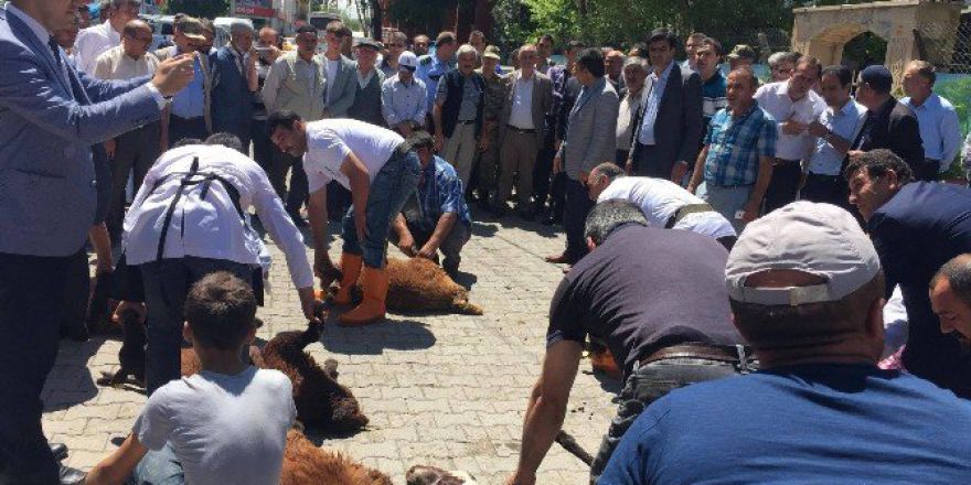 Horasan’da 20 Şükür Kurbanı Kesildi