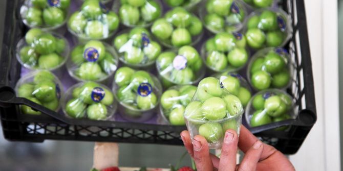 Yeşil Erik Cep Yakıyor