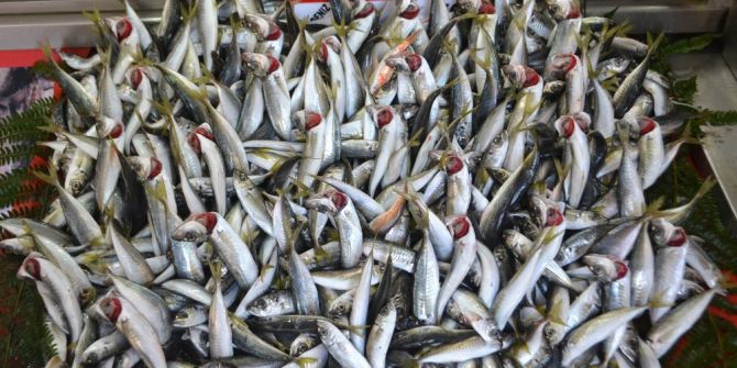 Balıkçıların Umudu 1 Eylül’e Kaldı