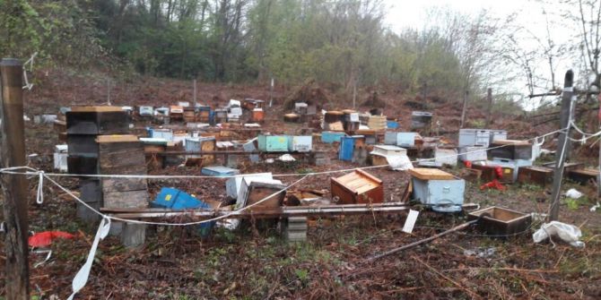 Kastamonu’da Aç Kalan Ayı, 100 Arı Kovanını Parçaladı