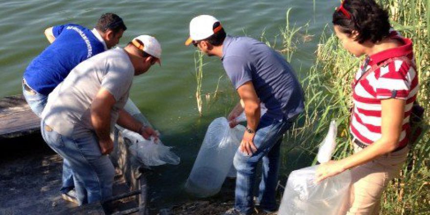 Aydın’ın 20 Su Kaynağına 115 Bin Yavru Balık Bırakıldı