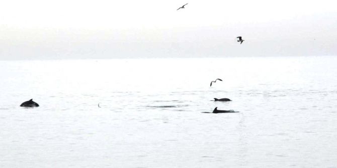 Yunus Balıklarının Muhteşem Şovu