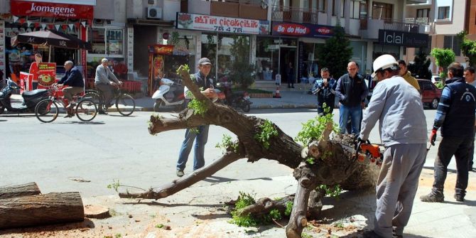 Salihli’de, Cadde Düzenlemesinde Ağaçlar Kesildi