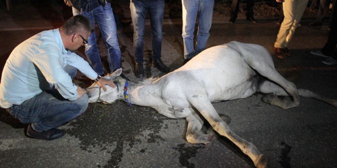 Kazada İki Ayağı Kırılan Atın Başında Saatlerce Bekledi