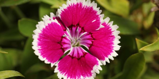 Anadolu’ya Özgü Bitkiler Koruma Altında