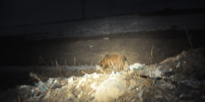 Bozayılar Sarıkamış’ı Mesken Tuttu