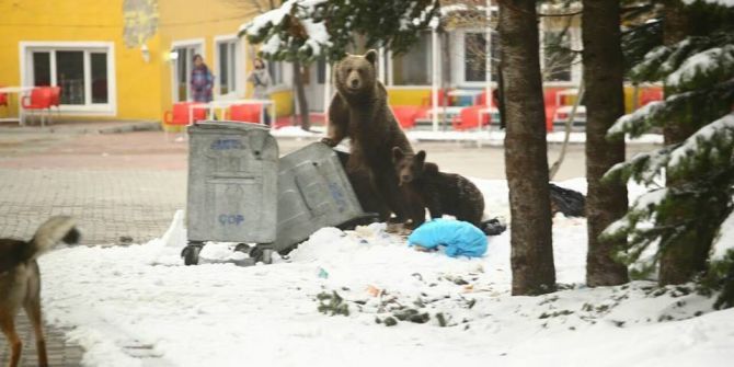 Kış Uykusundan Uyanan Ayı Ailesi Uludağ’da Böyle Görüntülendi