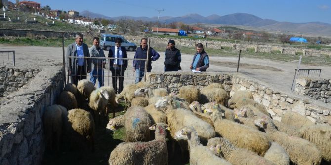 Talihli Genç Çiftçilere Hibe Koyun Ve Koçları Teslim Edildi