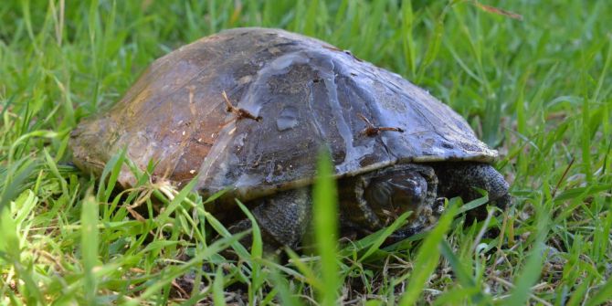 Yaralı Yeşil Deniz Kaplumbağası Ameliyat Edildi