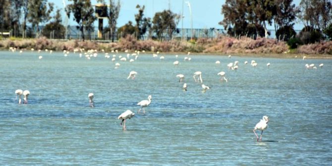Aliağa Kuş Cennetinde Kartpostallık Görüntüler