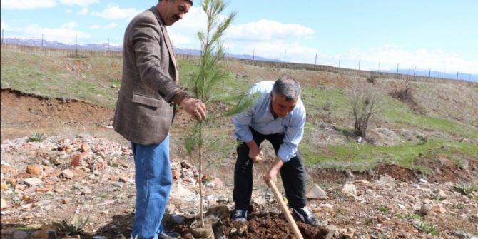Çam Fidanları Toprakla Buluşturuldu