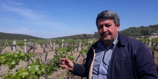 Saruhanlı’da Üzüm Bağlarını Soğuk Vurdu