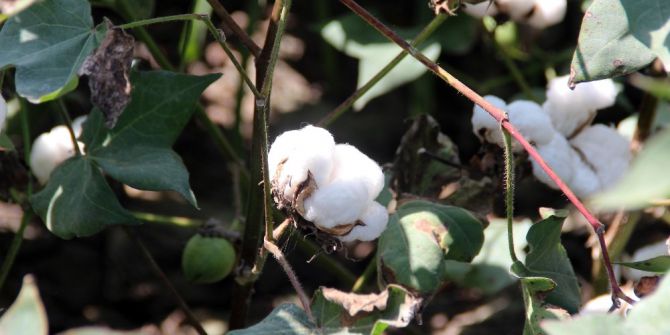 Pamuk Üretimi Artacak, İthalat Azalacak