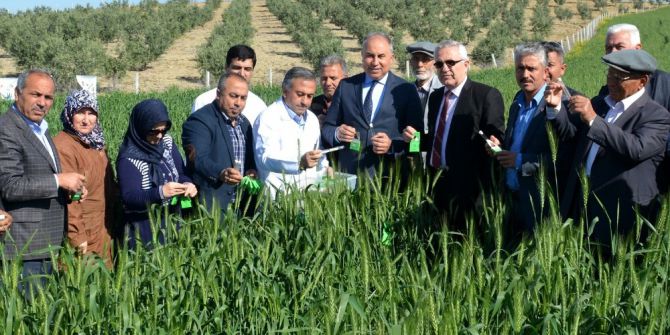 Bilgiç: “Zararlı Böcekleri, Faydalı Böceklerle Yok Ediyoruz”