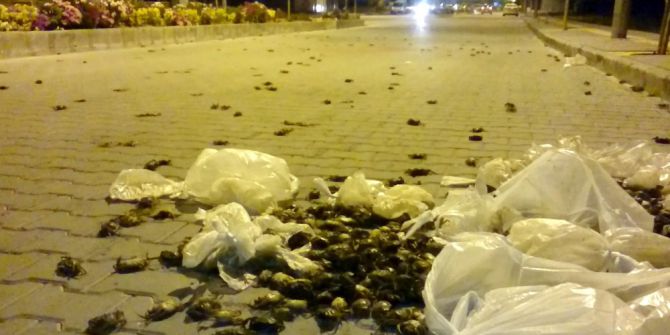 Söke’yi Yengeçler Bastı