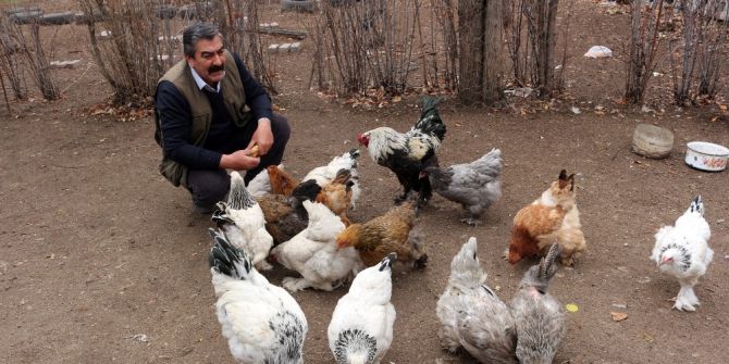 Ağrı’dan Irak’a Hint Horoz Ve Tavuklarını İhraç Edecek