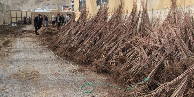 Başkale’de ’Her Evin Önünde Bir Meyve Ağacı Olsun’ Kampanyası