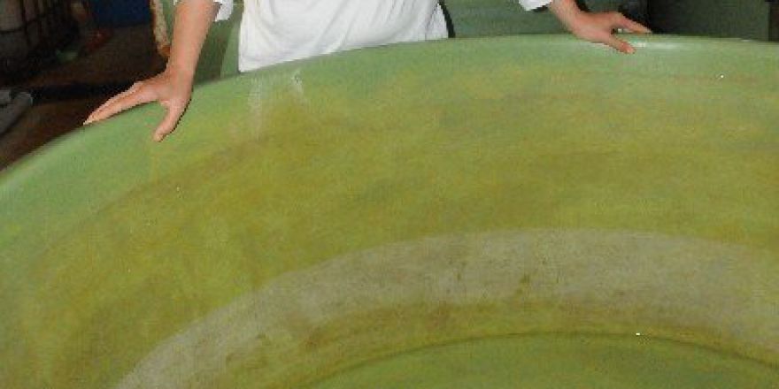 Yaralı Caretta Carettalar Çanakkale’de Tedavi Altına Alındı