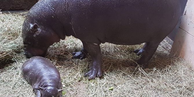 Türkiye’nin İlk Ve Tek Yavru Cüce Su "Mela" Aygırı Dünyaya Geldi