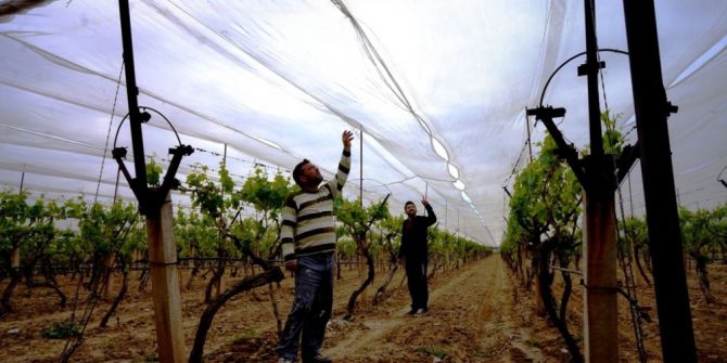 Üzüm Bağını Dolu Filesi İle Örttü