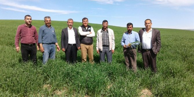 Yağışlar Batmanlı Çiftçinin Yüzünü Güldürdü