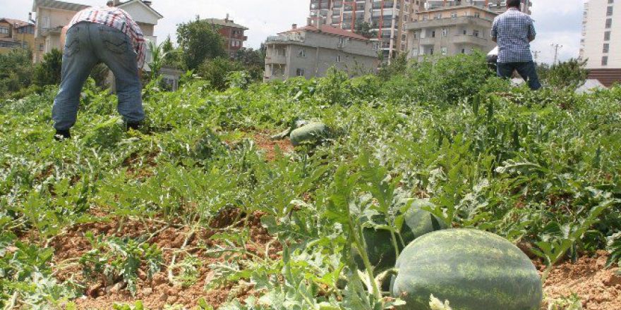 Yalıncak Karpuzu Can Çekişiyor