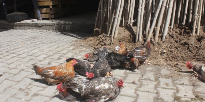 Ağrı’da Evinde Beslediği Tavuk Ve Horozları Pazarda Satıyor
